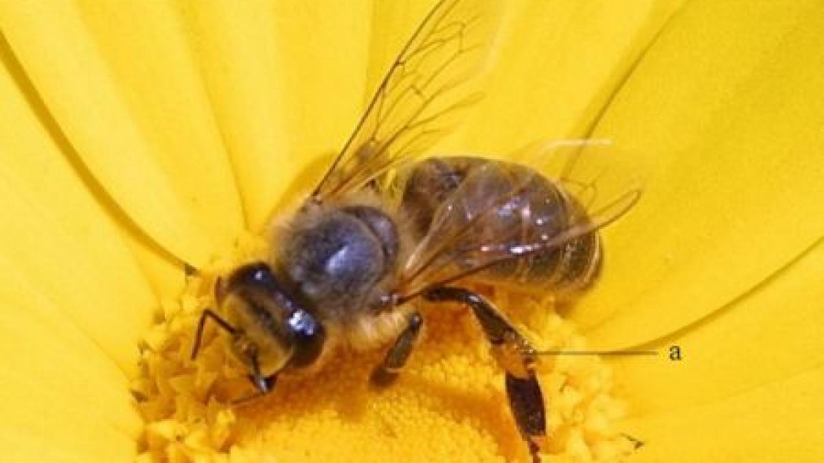 consecinta secetei albinele au devenit mai agresive numarul romanilor intepati s a tripat