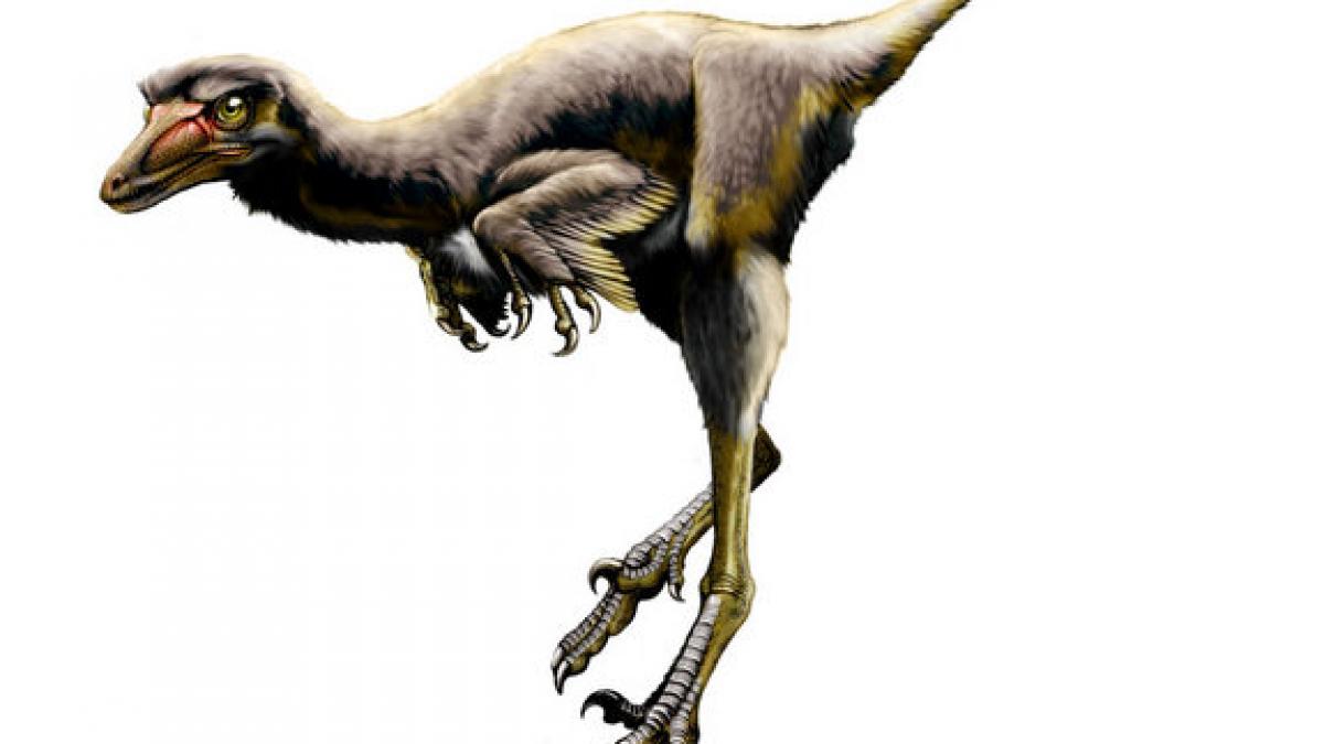 fosilele unui dinozaur vechi de 75 de milioane de ani descoperite in sua