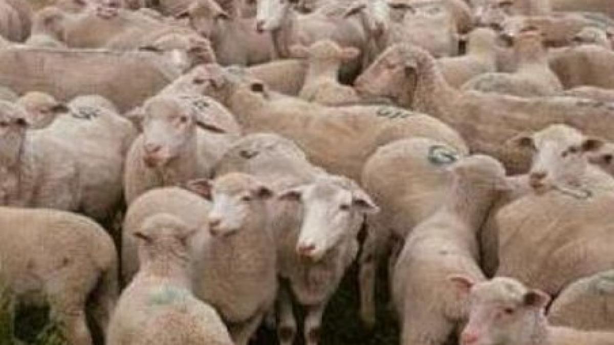 timisoara turma de oi strivita de o masina care nu a putut sa le evite