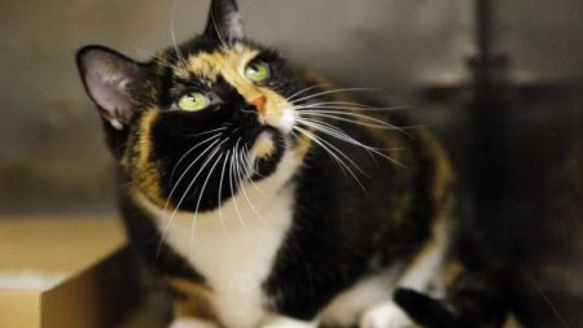 incredibila poveste a pisicii willow s a pierdut in colorado si si a gasit familia in new york dupa