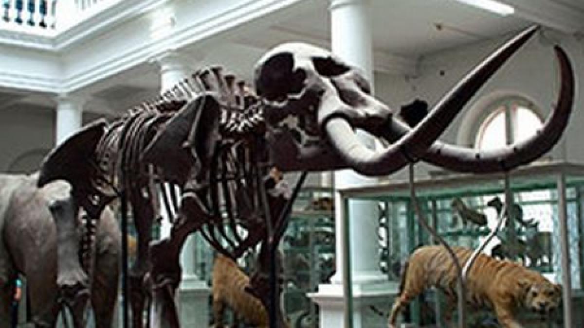 peste 5 500 de persoane au vizitat muzeul antipa numai weekendul trecut noile preturi ale biletelor