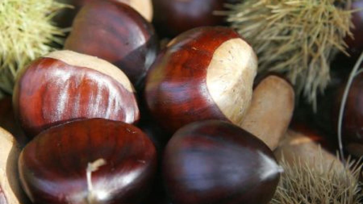 sarbatoarea castanelor la baia mare evenimentul se incheie duminica seara