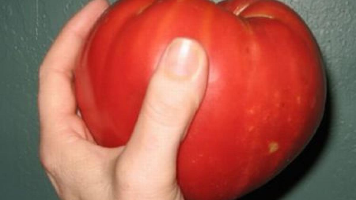 toamna imbelsugata pentru cultivatorii de legume rosii de un kilogram si dovlecei uriasi