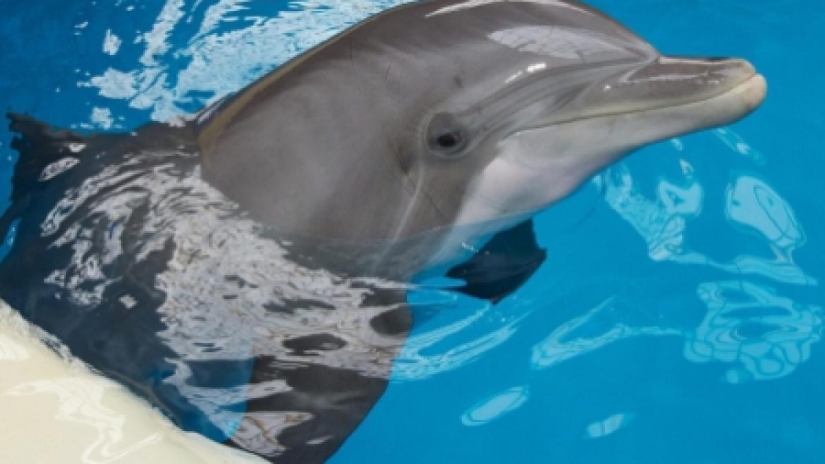 delfinii din constanta au fost mutati in bazinul acoperit pentru sezonul rece