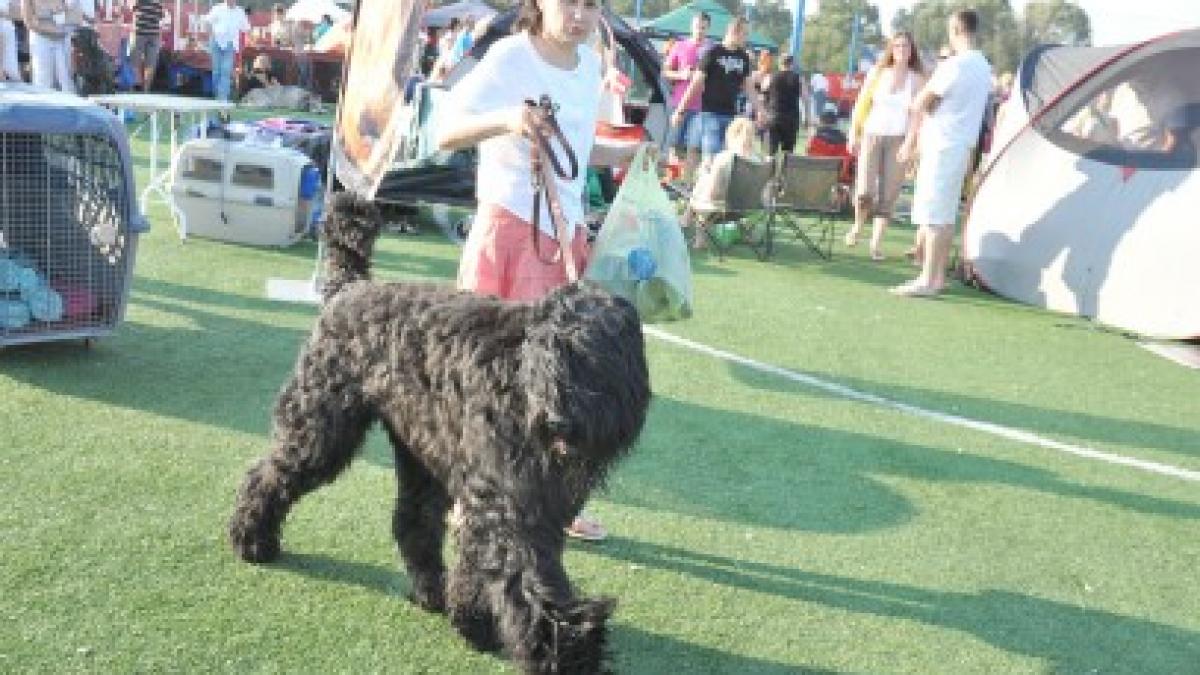 expozitie canina cu peste 500 de exemplare la alba iulia