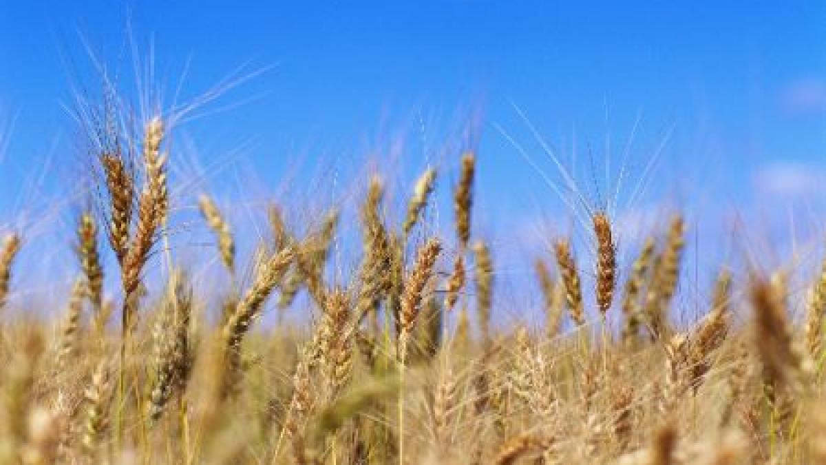 reportaj in premiera mafia graului evaziune fiscala de patru miliarde de euro anual