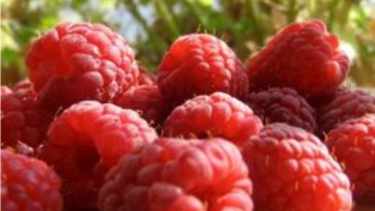 este sezonul fructelor de padure vezi ce beneficii pot aduce medicamentele naturale