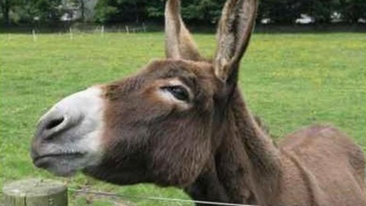 un magar candideaza pentru postul de deputat in parlamentul bulgariei