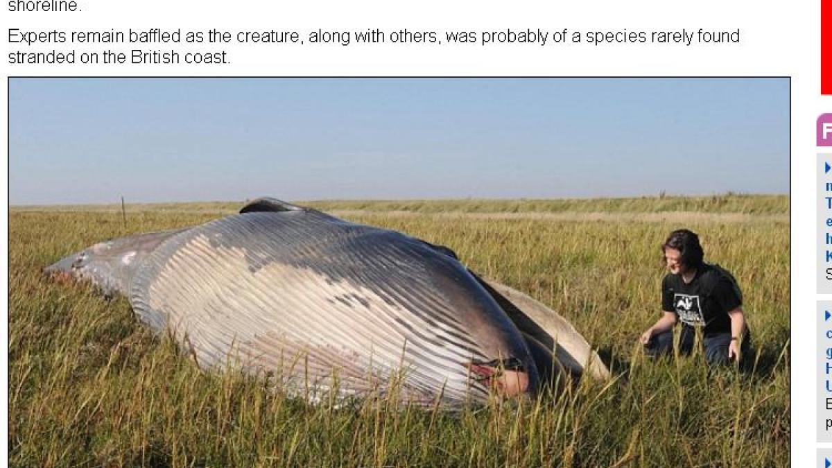 imaginea inexplicabila care te pune pe ganduri cum a ajuns un monstru al adancurilor in mijlocul