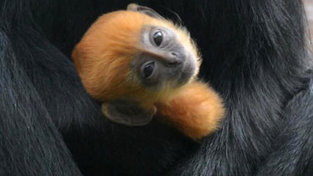 tango un pui de maimuta portocaliu a devenit vedeta gradinii zoologice din londra