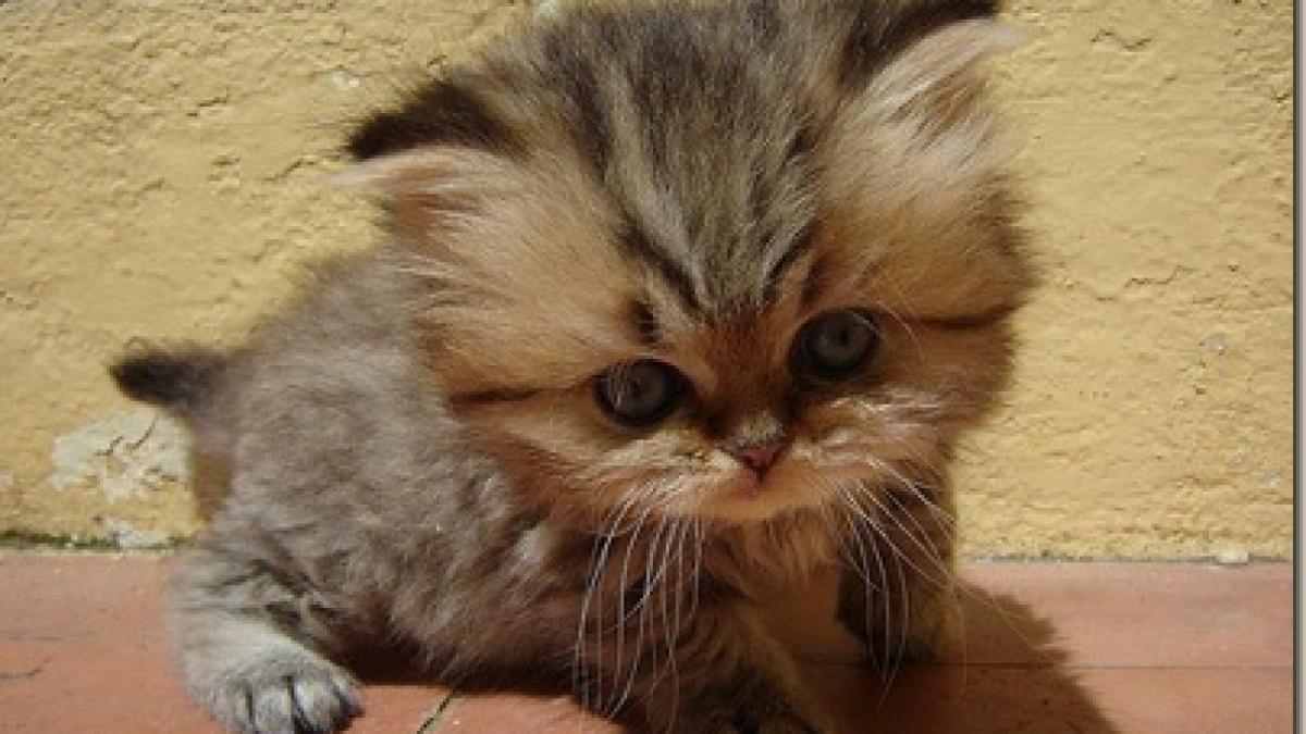 expozitie cu peste 200 de feline in capitala crescatorii au venit din toata europa