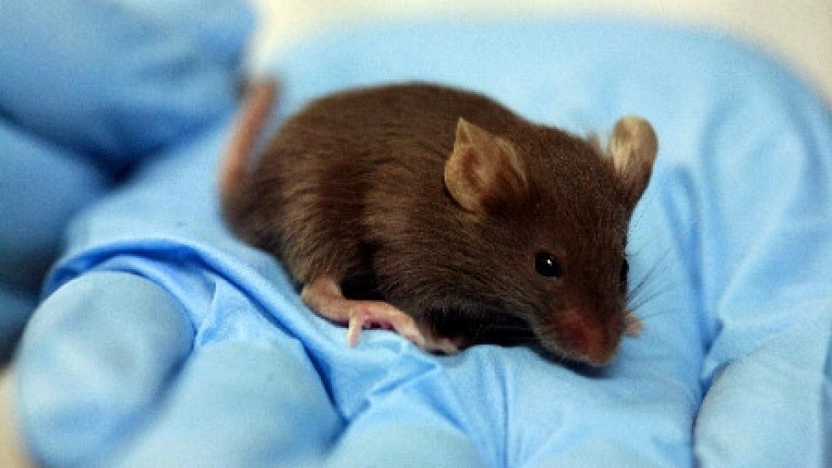viata de soarece vezi cum traiesc cobaii din laboratoare folositi pentru studii preclinice