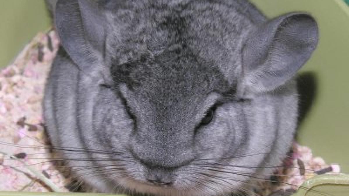 romanii cu initiativa inving criza facandu si crescatorii de sinsile vezi cat castiga din afacere