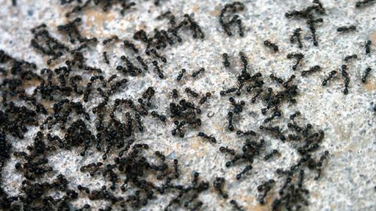 seceta din statele unite a umplut casele americanilor de furnici