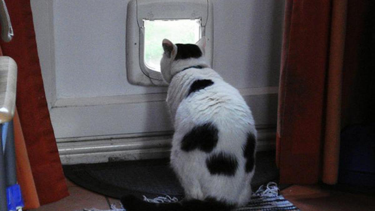 un doctor in fizica cuantica de la cambridge a reinventat trapele pentru pisici