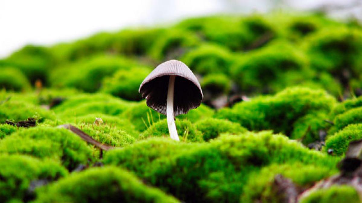 biocombustibil ieftin si rapid ciupercile ar putea fi solutia pentru noua generatie de combustibili