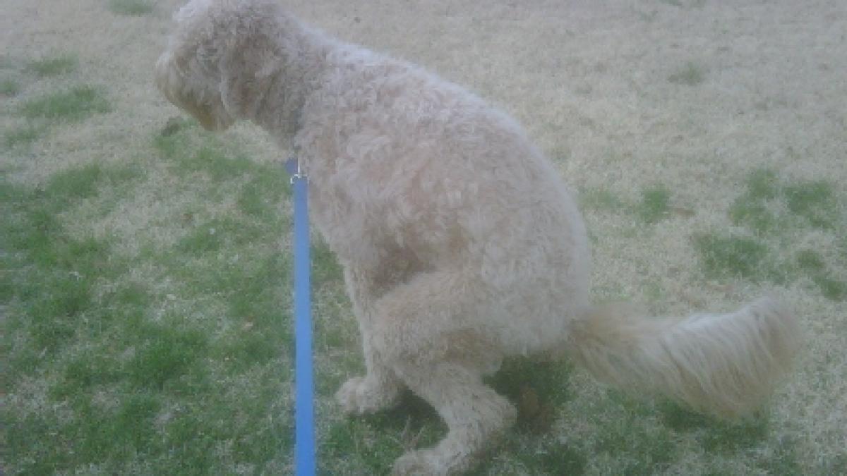 lectie puturoasa dar de neuitat un barbat il manjeste cu rahat de caine pe stapanul nepasator