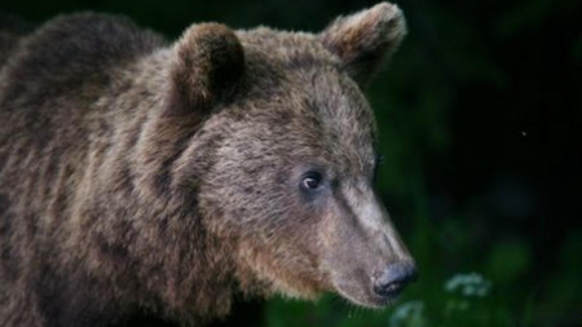 prahova un barbat a fost atacat de urs chiar in gradina casei sale