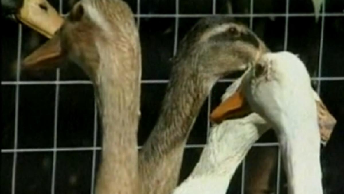 ratele indiene paznici de incredere in gradina unui brasovean