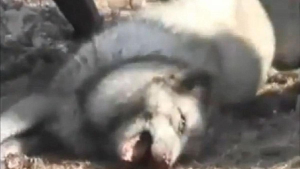 imagini tulburatoare ratoni jupuiti de vii pentru confectionarea cizmelor de tip ugg