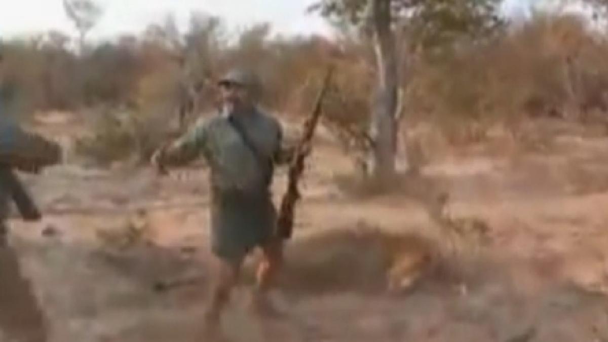 video incredibil un vanator este doborat la pamant de leul vanat dar scapa cu viata vezi cum a fost