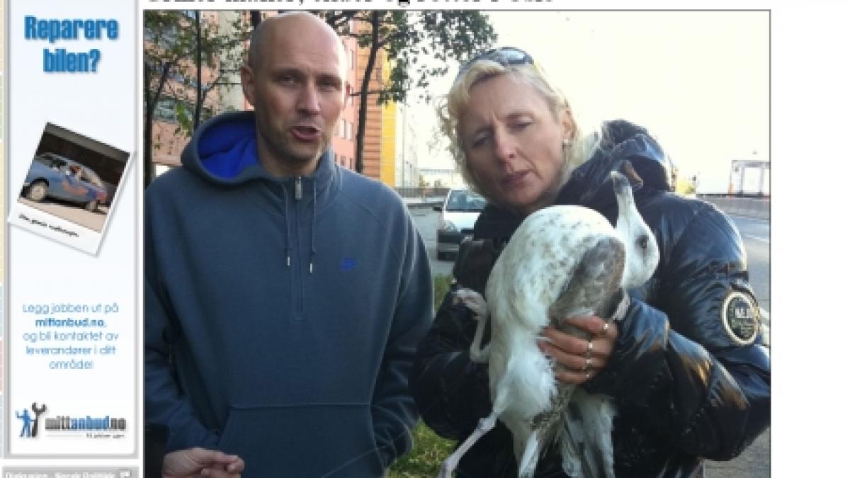 presa norvegiana romanii fara adapost din oslo mananca sobolani si caini la gratar