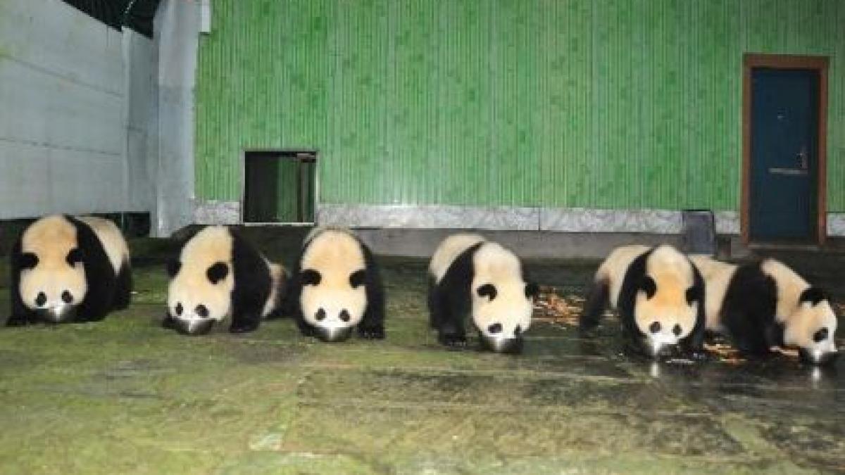 china 12 pui de urs panda cazati la un centru de cercetare