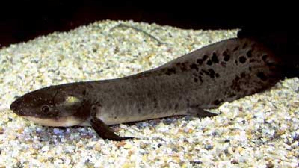 oamenii sunt pesti modificati concluzia unui studiu al oamenilor de stiinta australieni