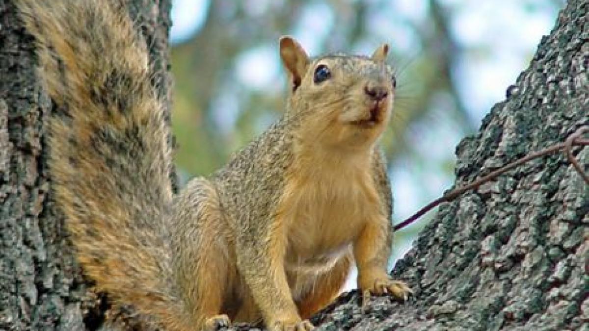 prima ferma de veverite din romania deschisa la brasov
