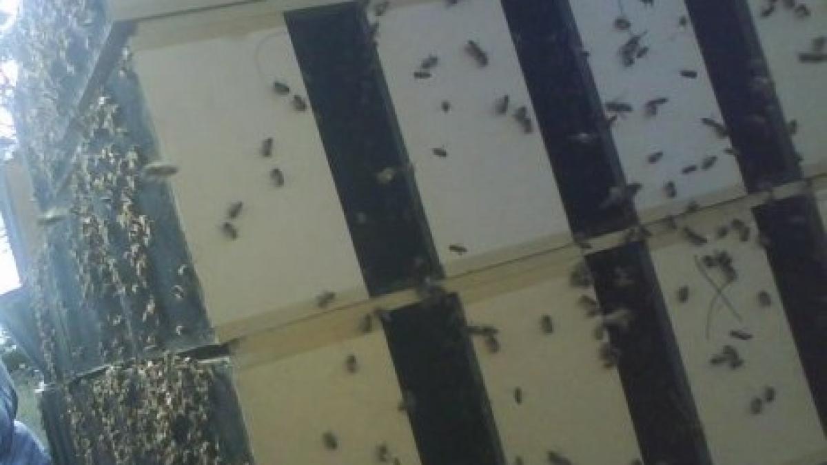 mai multi contrabandisti din turcia s au folosit de albine pentru a scapa de politisti