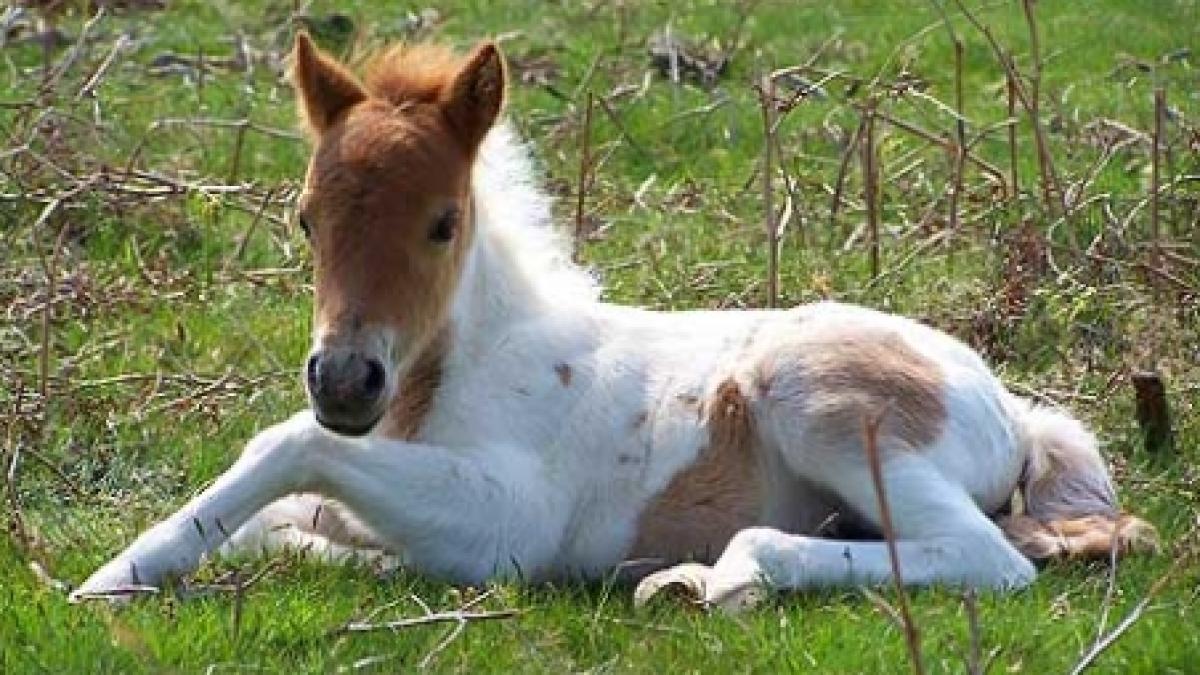 cruzime manz electrocutat dupa ce a fost folosit ca tester de hotii de cabluri