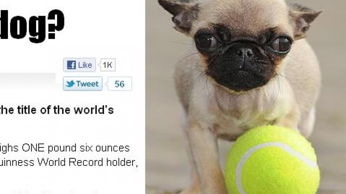 e un pic mai mare decat o minge de tenis vezi cum arata catelul care cantareste 600 de grame