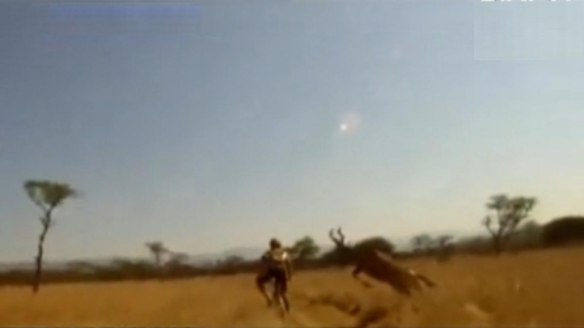 antilopa bate bicicleta un ciclist a fost doborat de animal intr o fractiune de secunda