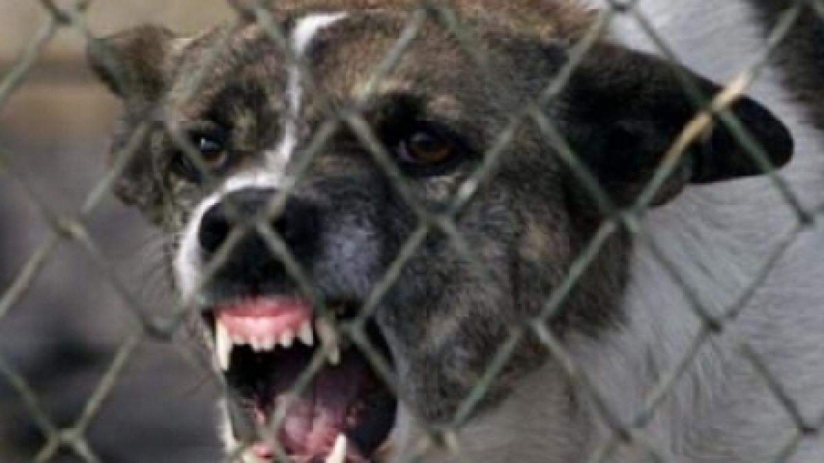 parlamentul european a decis maidanezii vor fi sterilizati ce romani s au opus proiectului