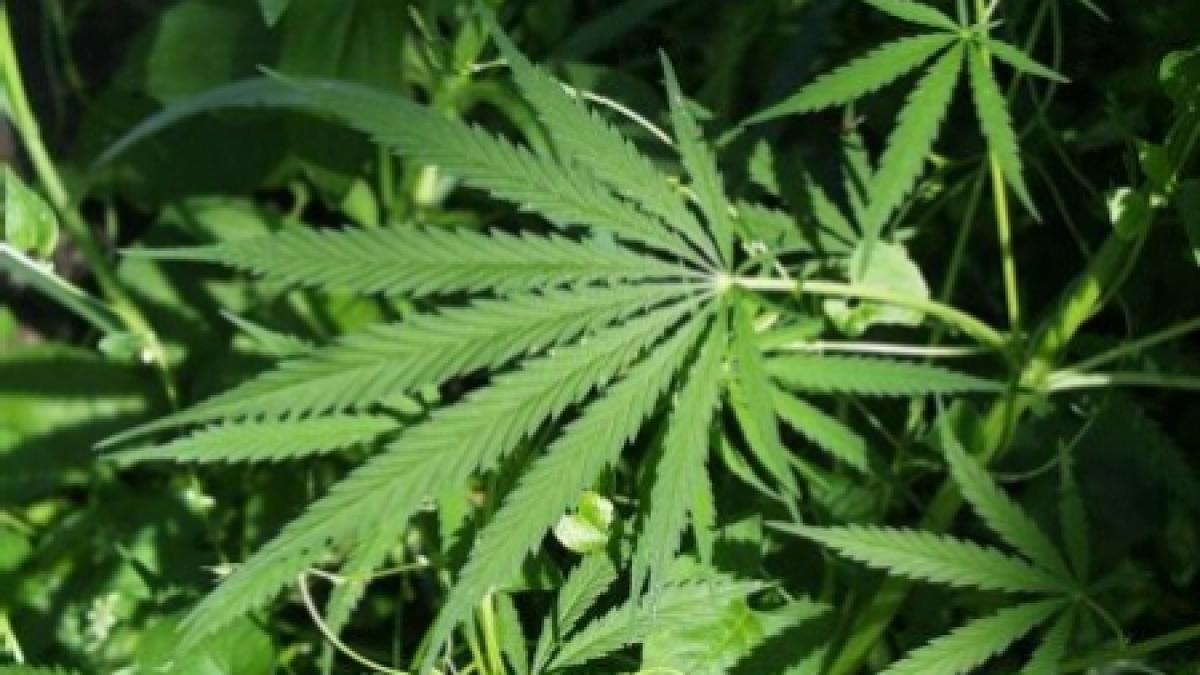 un student din timisoara arestat pentru ca vindea marijuana colegilor