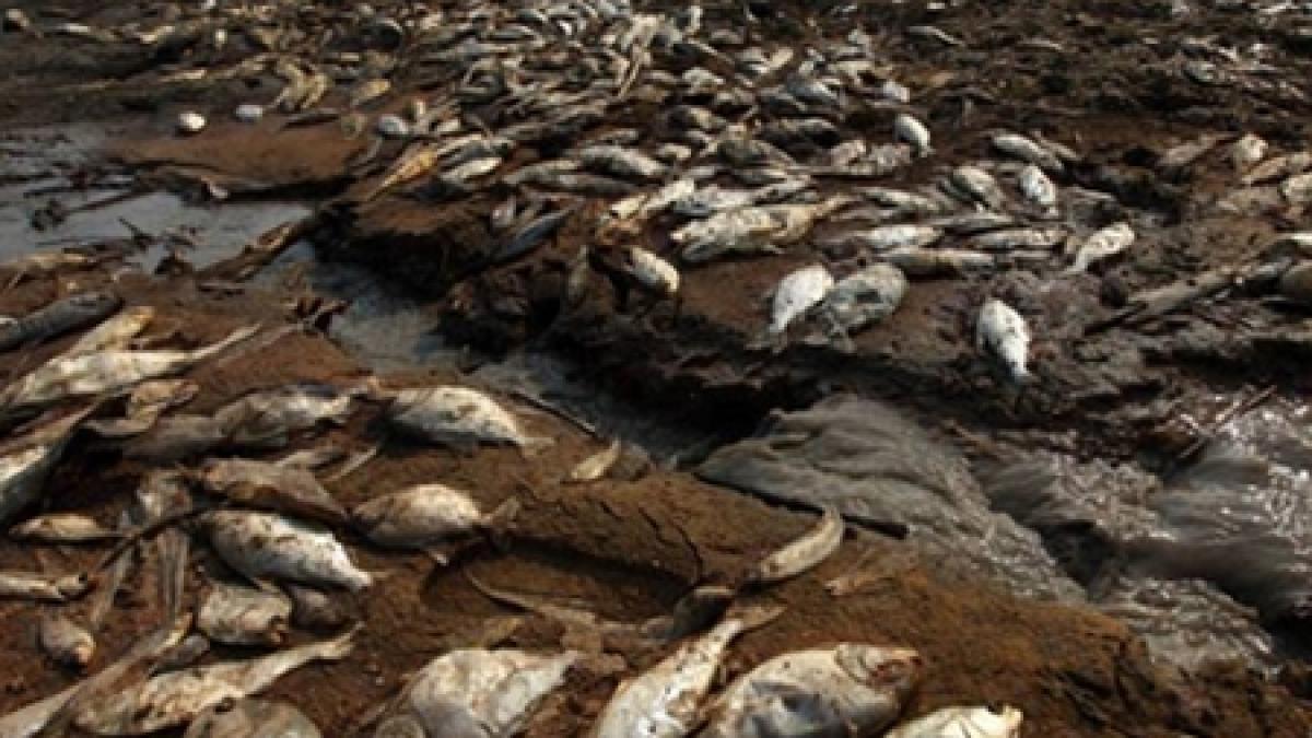 imagini incredibile la buzau oamenii aduna peste mort dintr un lac secat