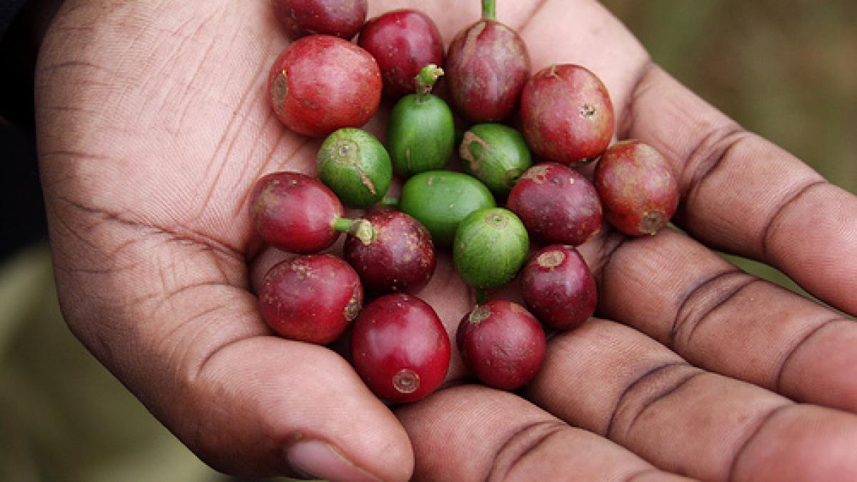 incalzirea globala iti va distruge diminetile licoarea magica ce te trezeste va disparea