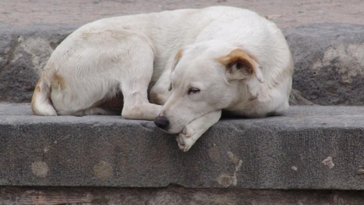votul la legea privind eutanasierea cainilor comunitari a fost amanat cu doua saptamani afla de ce