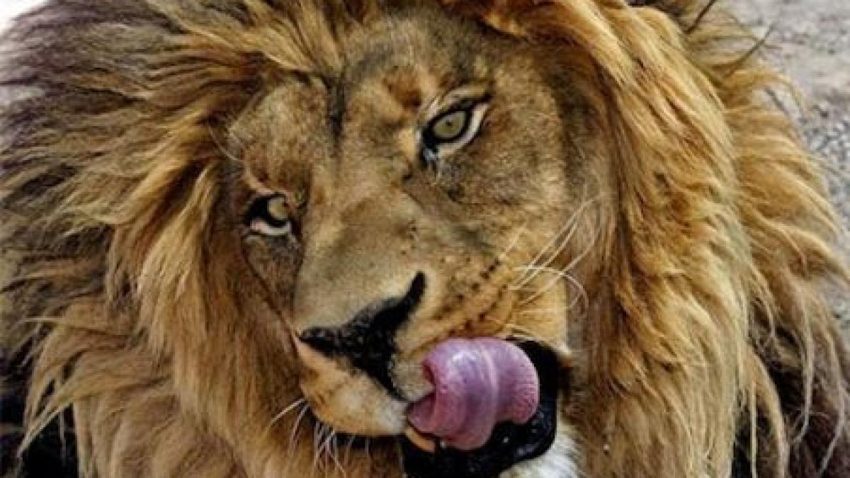 panica in ohio 50 de animale salbatice au evadat si umbla libere pe strazi