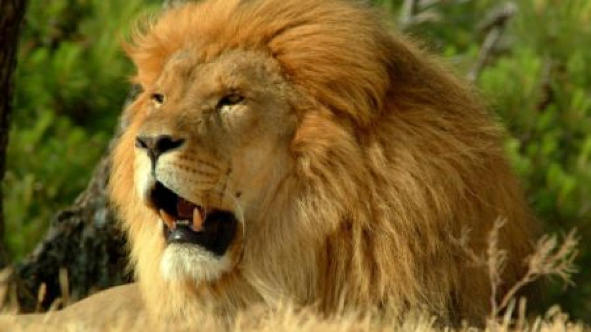 animalele salbatice scapate dintr o rezervatie americana au fost prinse