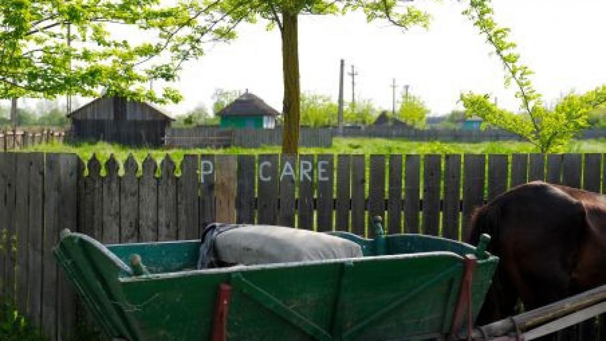 pedeapsa extrema trei bacauani au fost legati de caruta si tarati goi prin sat au furat trei usi