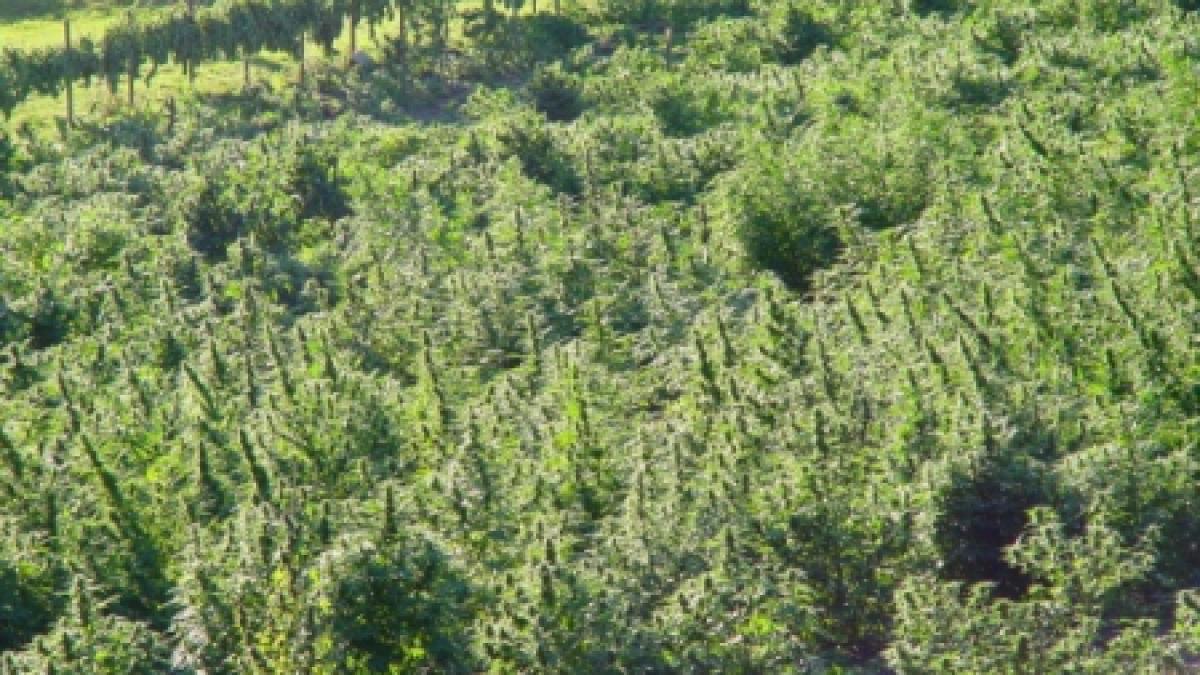 doi tineri au descoperit afacerea ideala dar ilegala au cultivat adevarate plantatii de canabis