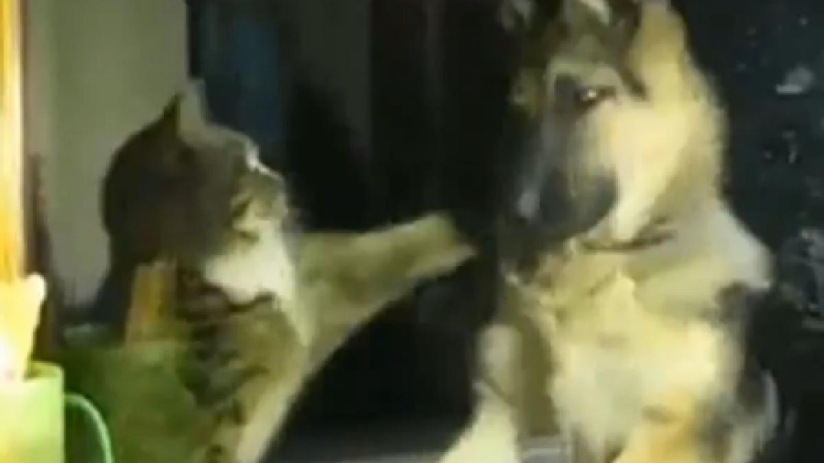 cel mai vechi razboi din lume vezi cum se palmuiesc un caine si o pisica