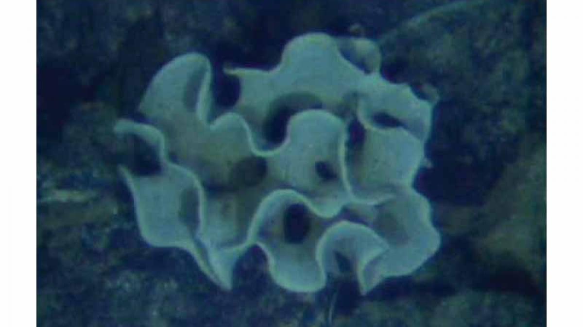 forma ciudata de viata descoperita la peste zece kilometri adancime