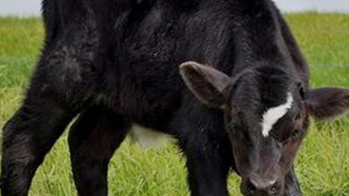 vitelul richie mccow a prezis victoria noii zeelande in finala cm de rugby