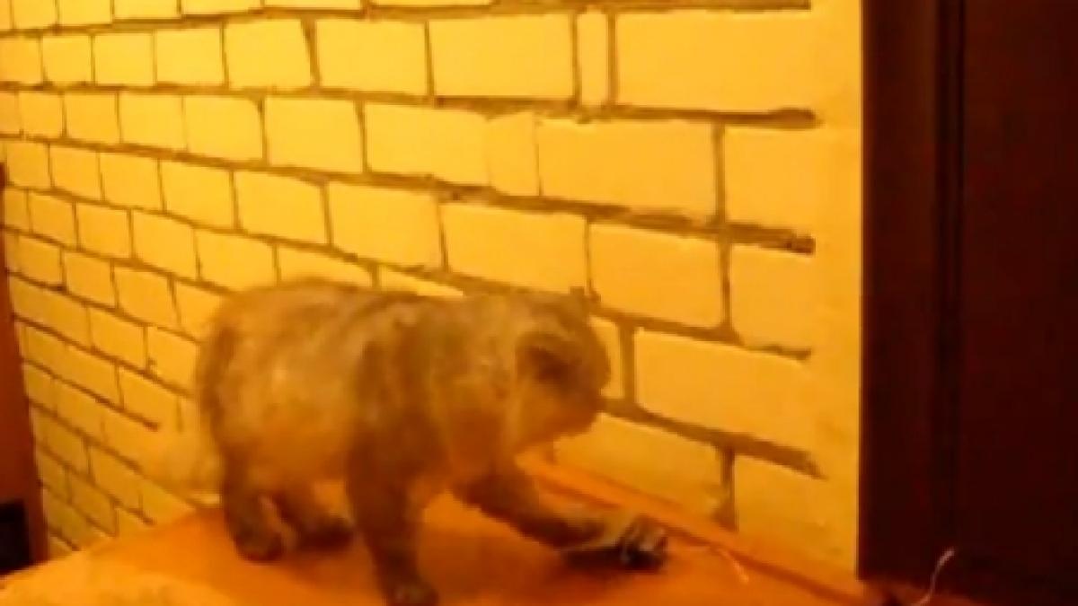 o pisica a invatat sa sune la usa pentru a fi primita in casa