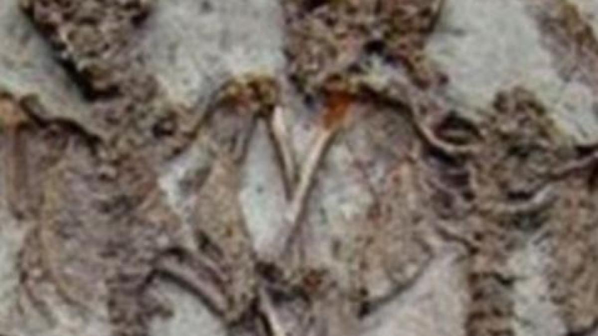 impreuna pentru eternitate descoperirea istorica ce te va impresiona pana la lacrimi