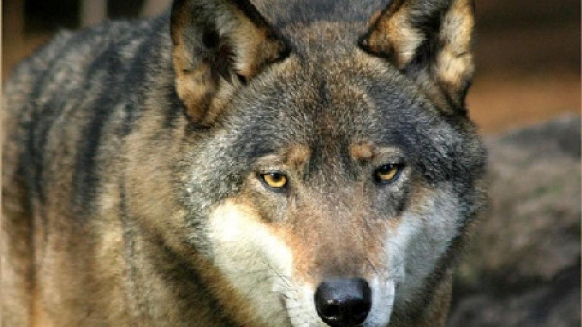 lupii reintrodusi in parcul national muntii macinului ultimii trei pui sacrificati la o nunta in 57