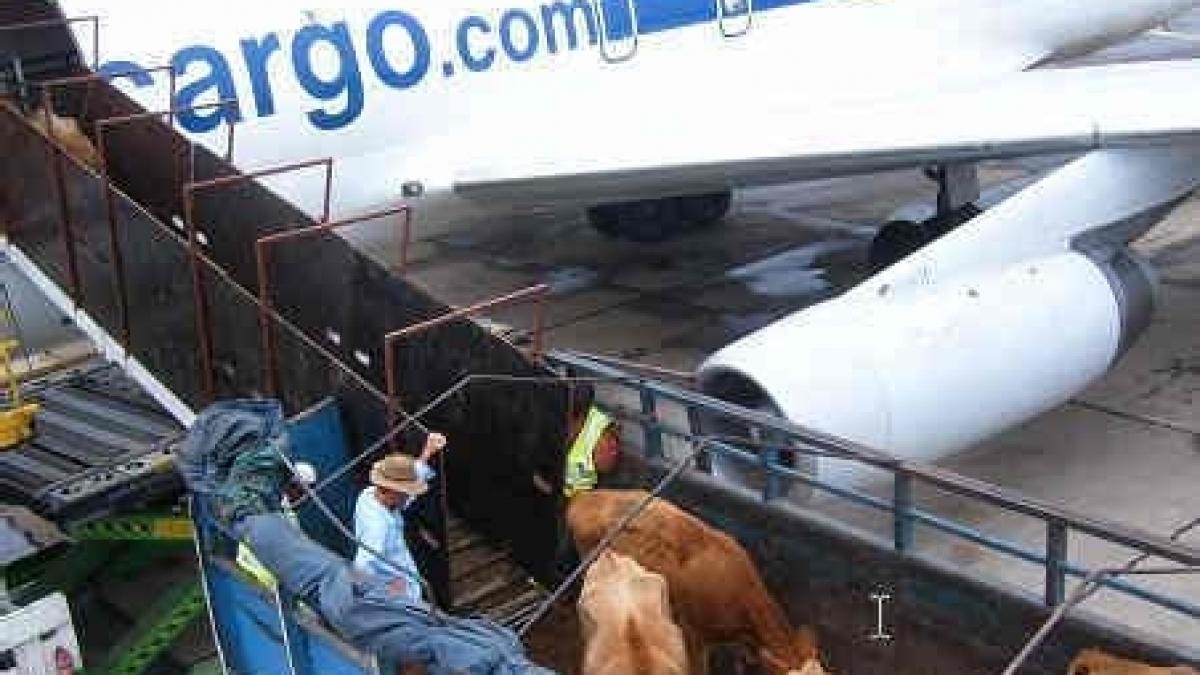 premiera in romania 70 de vaci aterizeaza pe aeroportul din timisoara