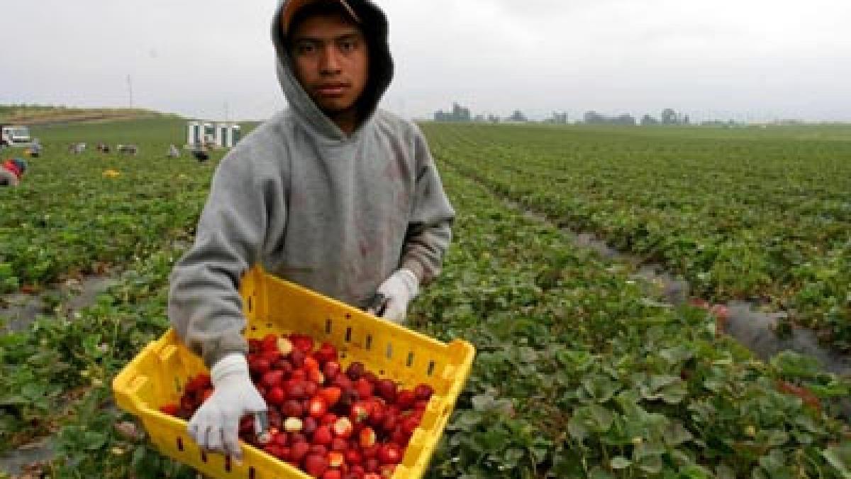 revista presei 24 octombrie capsunarii isi pot recupera taxele platite in statul angajator